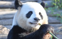 La Chine va créer un parc géant pour ses pandas