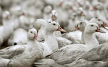 Loire-Atlantique: un foyer de grippe aviaire identifié, 16.600 canards abattus