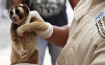 Indonésie: la high tech pour lutter contre les trafics d'animaux