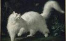 Un facteur allemand épouse sa chatte