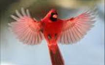 Le Canada cherche son oiseau national