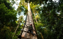 En Malaisie, les chasseurs de miel de l'extrême