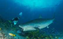 Shark Feeding de requin tigre - L'image qui rappelle la réalité MAJ