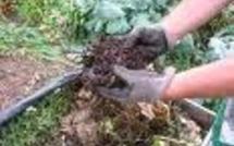 Des vers pour améliorer le compost