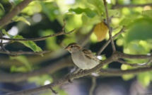 Les oiseaux des campagnes en déclin "vertigineux", Muséum et CNRS sonnent l'alarme