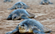 Oeufs-rêka ! En Inde, la vulnérable reproduction de tortues menacées