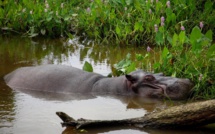 Mexique: la longue traque de "Tyson", l'hippopotame vagabond