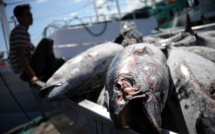 L'Australie veut ouvrir davantage ses parcs marins à la pêche industrielle