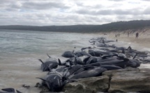 Australie: 135 dauphins-pilotes meurent échoués