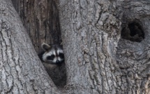 La vie des bêtes, face cachée de New York