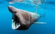 Les requins préfèrent attaquer le dimanche à la nouvelle lune (étude)