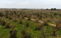 La bactérie "tueuse d'oliviers" détectée sur des oliviers et des chênes verts en Corse