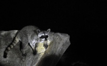 Les mystérieux ratons laveurs "zombies" de l'Ohio