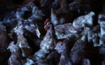 Des poules sauvées de l'abattoir prennent leur retraite en Haute-Vienne