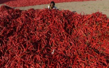 Le piment le plus fort du monde pour des migraines d'anthologie