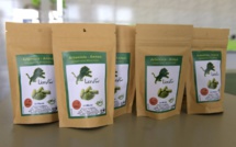 L'artemisia, remède "naturel" controversé contre le paludisme