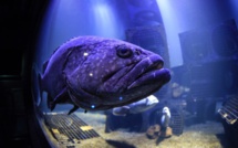 Boulogne-sur-Mer: le plus grand aquarium d'Europe va ouvrir en mai