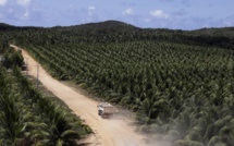 Brésil: désormais, tout est bon dans la noix de coco