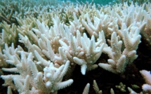 Un refroidissement de l'eau détruit des coraux au large du Japon