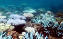 Hécatombe "catastrophique" de coraux dans la Grande barrière