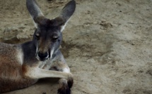 Un kangourou succombe à des jets de pierres de visiteurs dans un zoo chinois