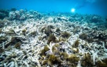 Hécatombe "catastrophique" de coraux dans la Grande barrière
