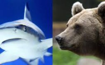 Après un serpent et un ours, Dylan attaqué par un requin