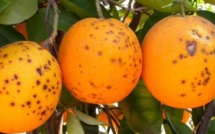 La Guadeloupe en ordre de bataille pour sauver ses agrumes du dragon jaune