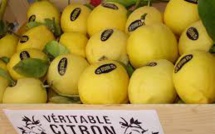 Autour de la Méditerranée, les agrumes risquent de disparaître