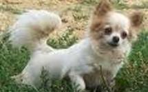 Héritage aux USA: le chihuahua plus gâté que le fils unique