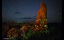 Une photo primée sur la vie sauvage montrait en fait un animal empaillé