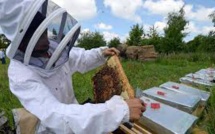 Des apiculteurs bretons entament un "convoi mortuaire" de ruches mortes
