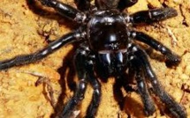 Australie: la doyenne présumée des araignées tuée par une guêpe