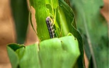 Avec des insectes tueurs, l'agriculture passe au biocontrôle