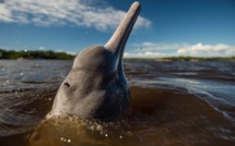 Disparition rapide des dauphins d'eau douce d'Amazonie