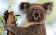 L'Australie promet des millions d'euros pour aider ses koalas