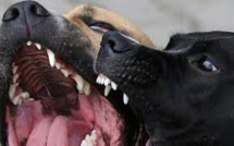 Deux bébés blessés par un pitbull sur une plage de Marseille