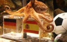 Mondial-2010 - Paul le poulpe  est formel: l'Espagne va battre l'Allemagne