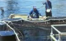 Procédure d’agrément au profit des aquaculteurs