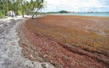 Guadeloupe: une solution contre les sargasses à l'étude