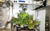 Jardiner dans l'espace, un défi pour les futurs explorateurs