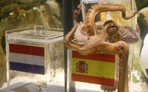 Mondial-2010 - Paul, le poulpe  devin, sacre l'Espagne championne du monde