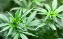 Canada: méga-fusion dans le cannabis avant la légalisation