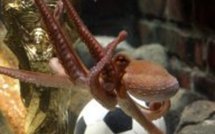 Mondial-2010 - Star planétaire, Paul le poulpe reçoit sa Coupe du monde