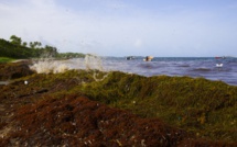 Sargasses aux Antilles: le PS critique des mesures "cruellement insuffisantes" du gouvernement