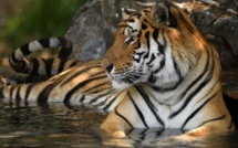 Mexique: un chef de gang arrêté avec ... son tigre