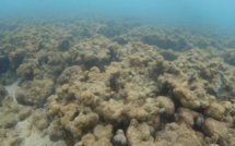 Coraux: 1% seulement du plus grand récif japonais reste sain
