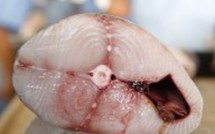 Le thon est-il toujours aussi bon ?