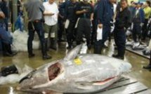 Vente à Tokyo du plus gros thon pêché au Japon depuis un quart de siècle