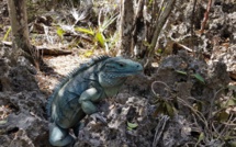 Panda ou iguane bleu: pas que des mauvaises nouvelles dans la nature